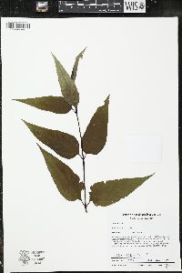 Helianthus strumosus image