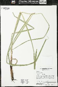 Carex lacustris image