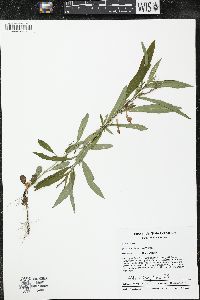 Lysimachia lanceolata image