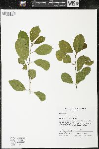 Frangula alnus image