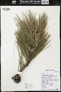 Pinus resinosa image