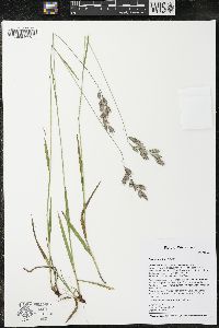 Bromus kalmii image