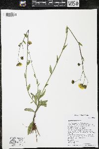 Hieracium umbellatum image