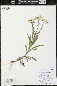 Solidago ptarmicoides image