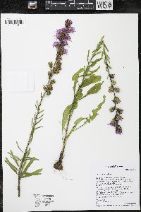 Liatris aspera image