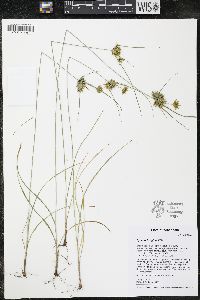 Cyperus houghtonii image