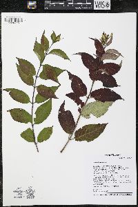 Diervilla lonicera image