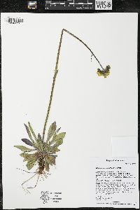 Hieracium caespitosum image