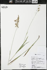 Bromus kalmii image