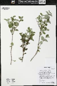 Symphoricarpos albus image