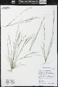 Aristida basiramea image