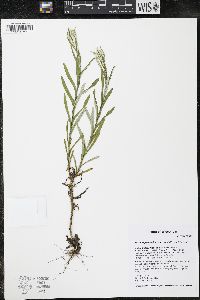 Pseudognaphalium macounii image