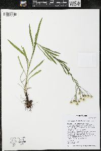 Solidago ptarmicoides image