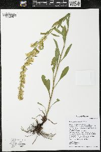 Solidago hispida image