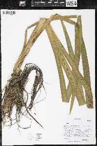 Iris virginica image