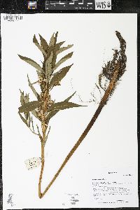 Lysimachia thyrsiflora image