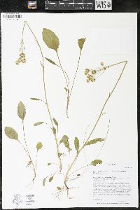 Packera paupercula image