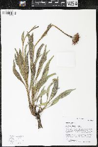 Echinacea angustifolia image