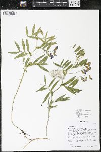 Lathyrus palustris image