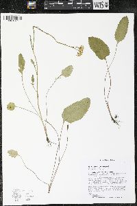 Packera pseudaurea var. semicordata image