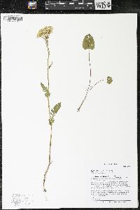 Packera pseudaurea var. semicordata image