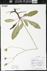 Crepis runcinata image