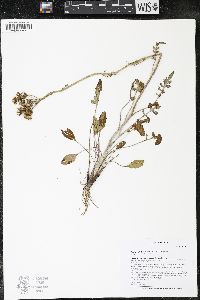 Packera plattensis image