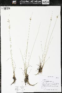 Juncus interior image