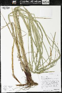 Carex atherodes image