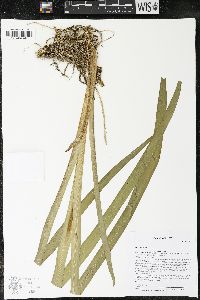 Iris versicolor image
