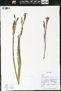 Iris versicolor image