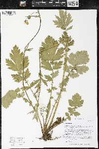 Geum aleppicum image