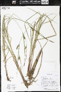 Carex lacustris image