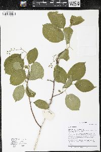 Celastrus scandens image