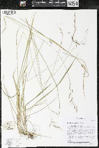Schizachne purpurascens image