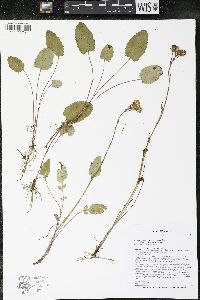 Packera pseudaurea var. semicordata image