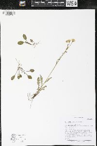 Packera paupercula image