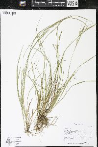 Carex aurea image