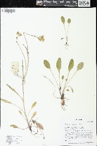 Packera paupercula image