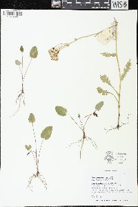 Packera pseudaurea var. semicordata image