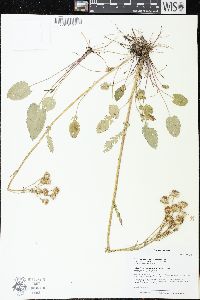 Packera pseudaurea image