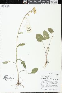 Packera pseudaurea image