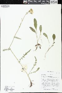 Packera paupercula image