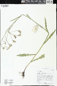 Crepis tectorum image