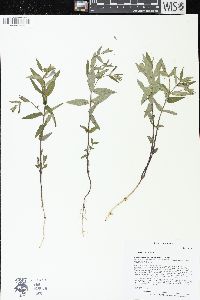 Scutellaria galericulata image