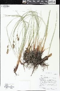 Carex buxbaumii image