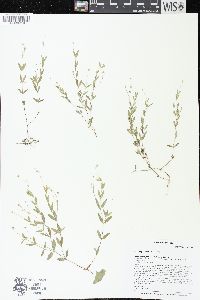 Moehringia lateriflora image