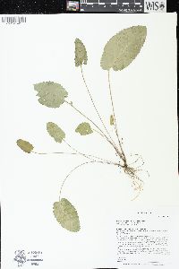 Packera pseudaurea image