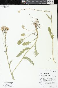 Packera pseudaurea var. semicordata image