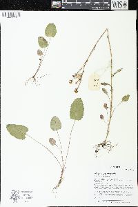 Packera pseudaurea var. semicordata image